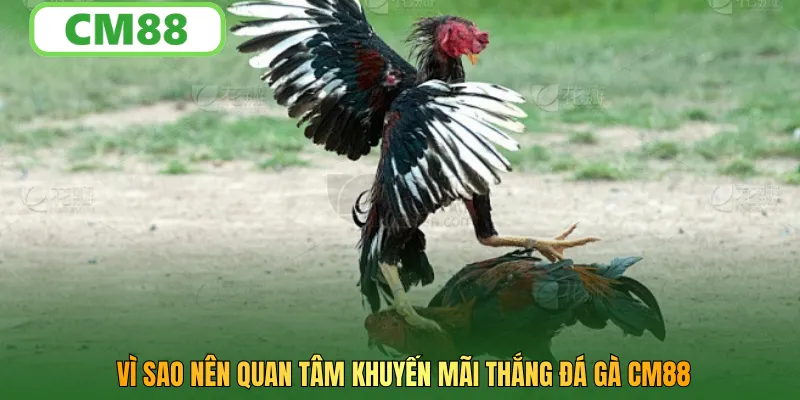 Vì sao nên quan tâm khuyến mãi thắng đá gà CM88